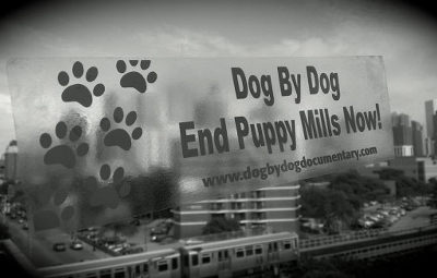 DOGbyDogLogo2